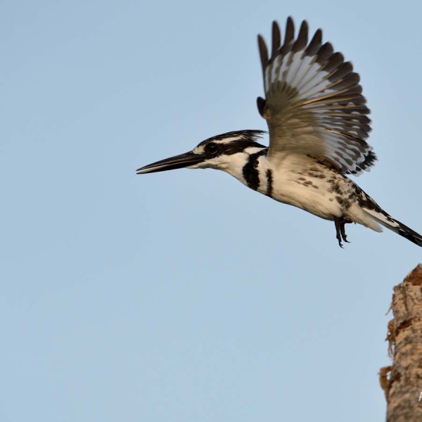 Alcyon pie au bord du lac Baringo - Kenya