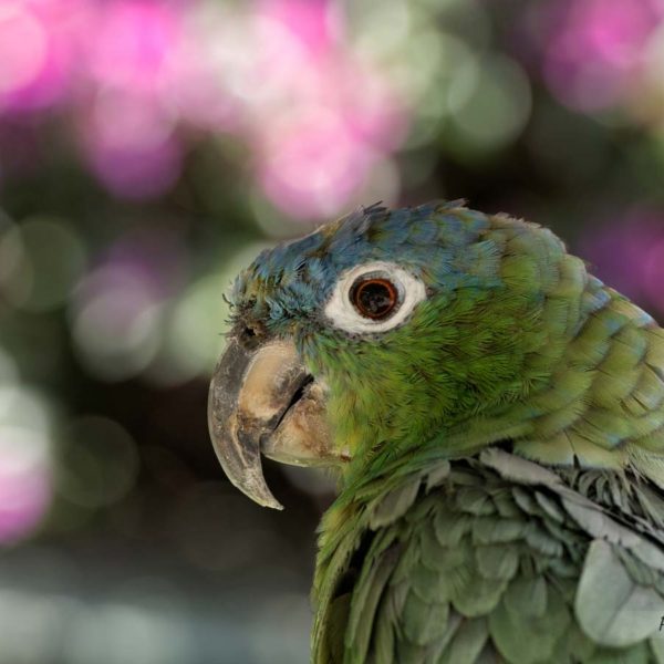 Portrait d'oiseau - Amazone Poudrée