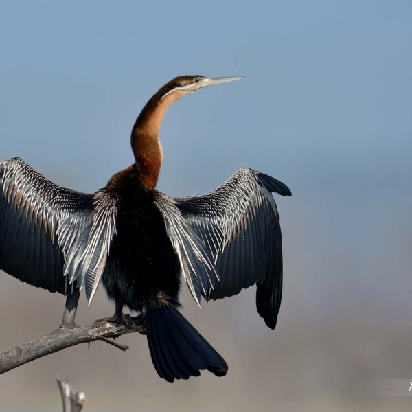 Anhinga d'Afrique au bord du lac Baringo - Kenya