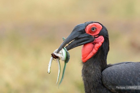 Bucorve du Sud en pleine chasse - Masai-Mara - Kenya