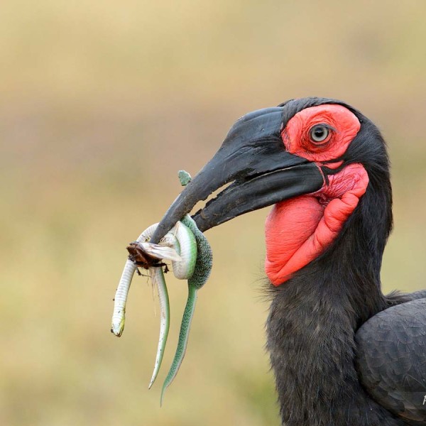 Bucorve du Sud en pleine chasse - Masai-Mara - Kenya