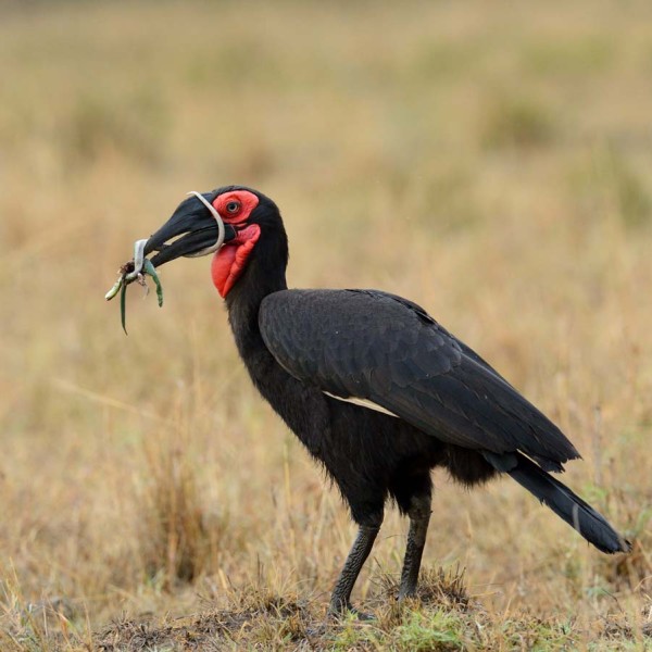 Bucorve du Sud en pleine chasse - Masai-Mara - Kenya
