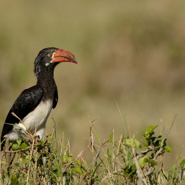 Calao à bec rouge dans la plaine du Masai-Mara - Kenya