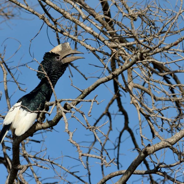 Calao à joues grises - Masai-Mara - Kenya