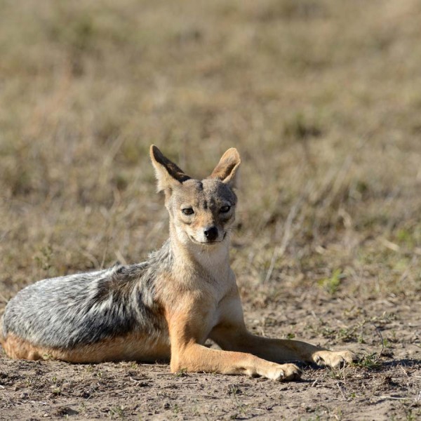 Chacal dans la plaine du Masai-Mara - Kenya