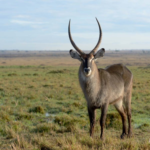 Cobe Defassa dans les marais du Masai-Mara - Kenya