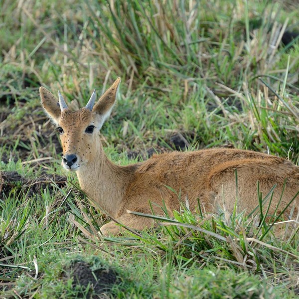 Cobe des roseaux dans le marais - Plaine du Masai-Mara - Kenya