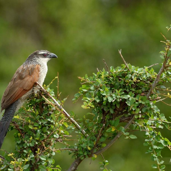 Coucal à sourcils blancs plaine du Masai-Mara - Kenya