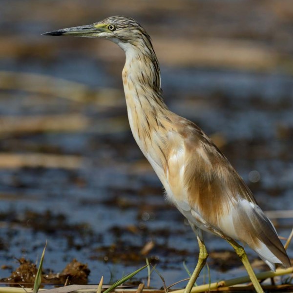 Crabier chevelu au bord du lac Baringo - Kenya