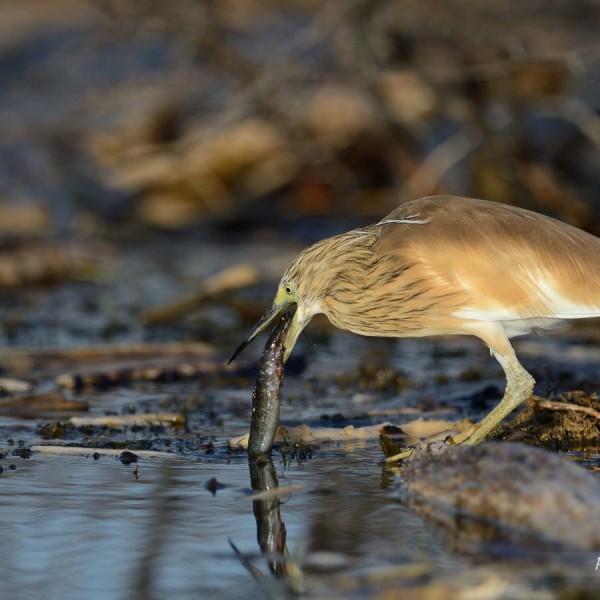 Crabier chevelu en pleine chasse au bord du lac Baringo - Kenya