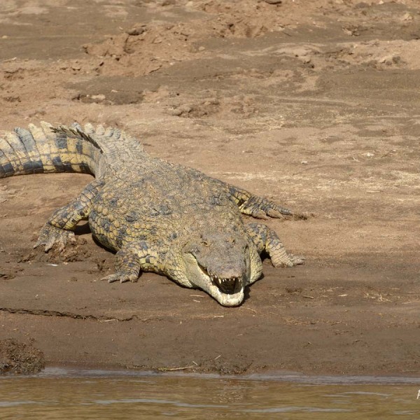 Crocodile du Nil sur les bords de la rivière Mara - Kenya