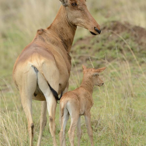 Damalisque et son petit dans la plaine du Masai-Mara - Kenya