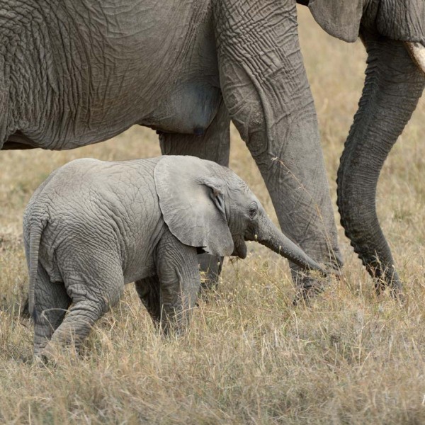 Eléphant de savane d'Afrique - bébé - Masai-Mara - Kenya