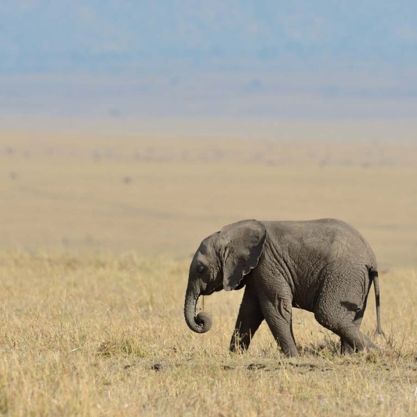 Eléphant de savane d'Afrique - bébé