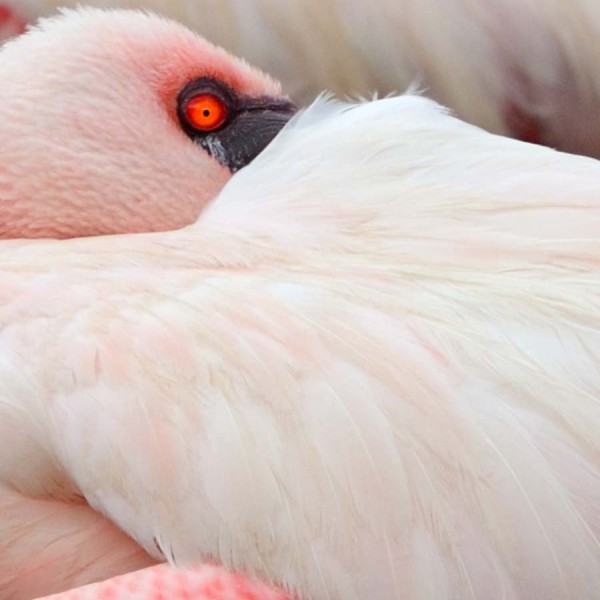 Flamant nain sur les bords du lac Bogoria - Kenya