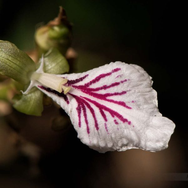 Fleur de Cardamone dans une plantation de café