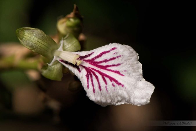 Fleur de Cardamone dans une plantation de café