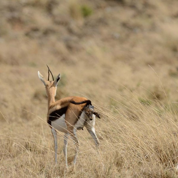 Gazelle de Thomson donne naissance dans la plaine du Masai-Mara - Kenya