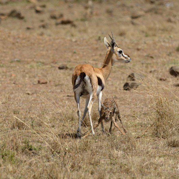 Gazelle de Thomson donne naissance dans la plaine du Masai-Mara - Kenya