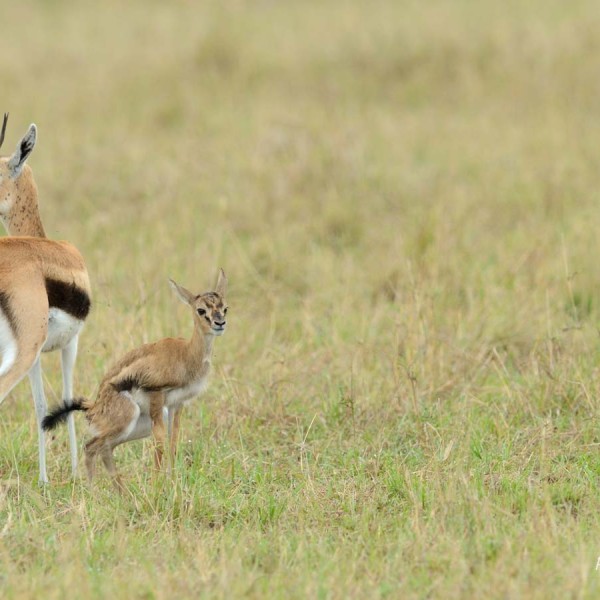 Gazelle de Thomson et son petit dans la plaine du Masai-Mara - Kenya