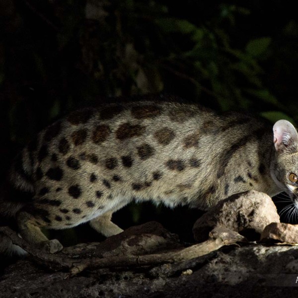 Genette panthère vient la nuit à proximité du camp - Masai-Mara - Kenya