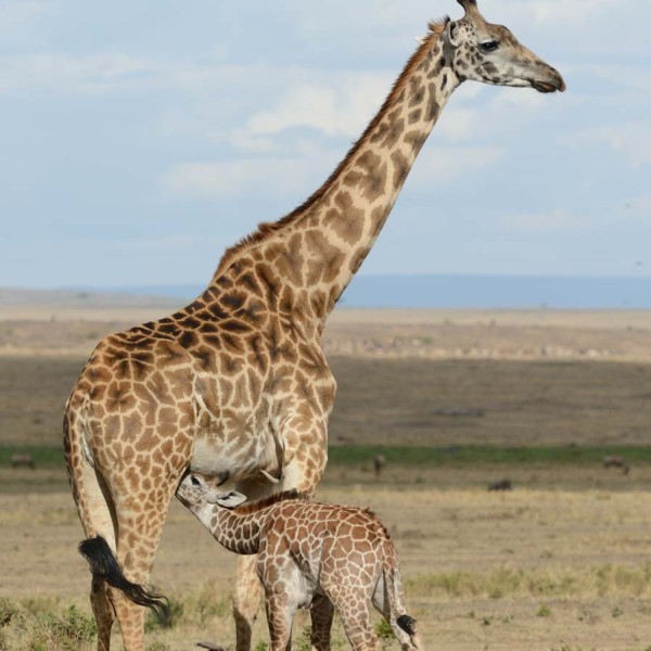 Girafe et son girafion qui téte - Masai-Mara - Kenya