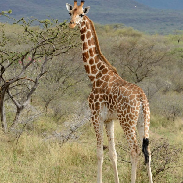 La girafe de Rothschild au lac Baringo sanctuaire de cette girafe (espèce en danger) - Kenya