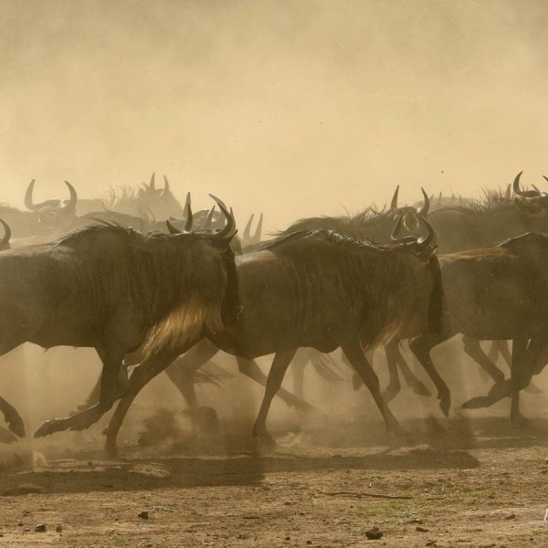 Gnous effrayés courant à proximité de la rivière Mara et du crossing - Kenya