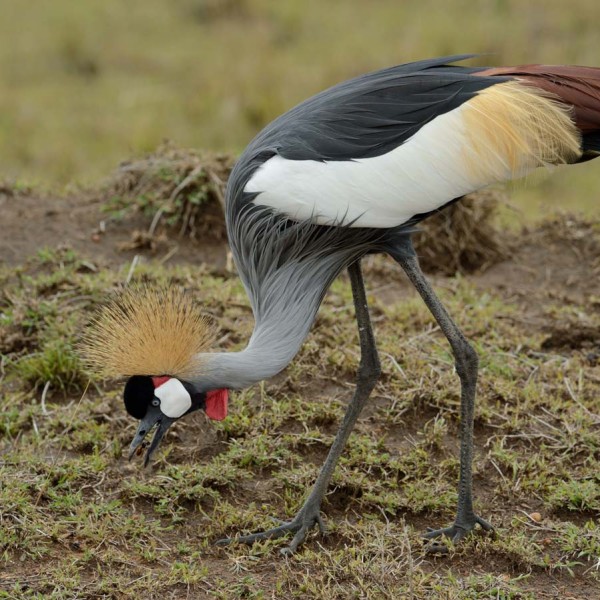 Grue royale se nourissant d'insecte - plaine du Masai-Mara - Kenya
