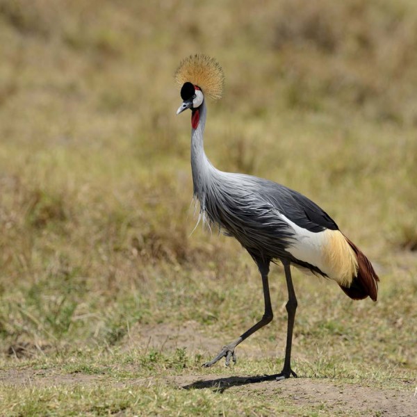 Grue royale - plaine du Masai-Mara - Kenya
