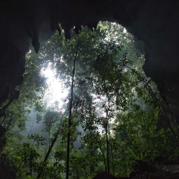 Végétation dense à l'entrée de la Grotte