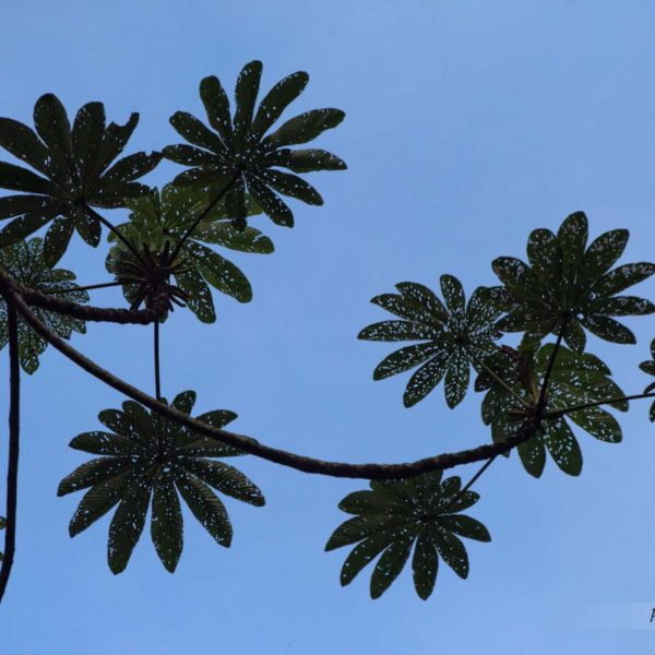 Graphisme original - feuilles d'arbre