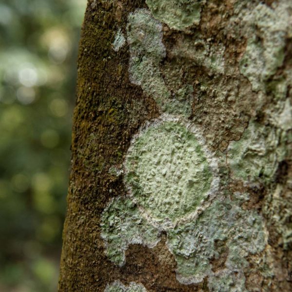 Tronc d'arbre avec lichen - Site d'Aguateca
