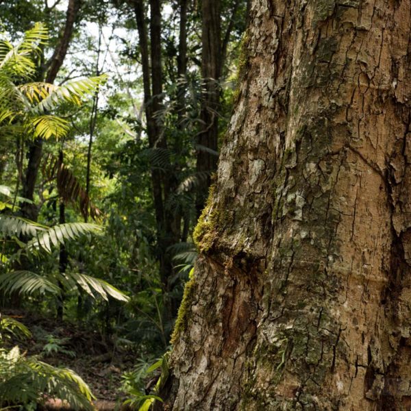 Végétation et tronc d'arbre - Site d'Aguateca