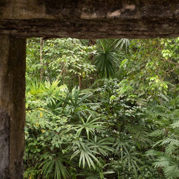 Cadre naturel pour un écrin de verdure - Site de Tikal