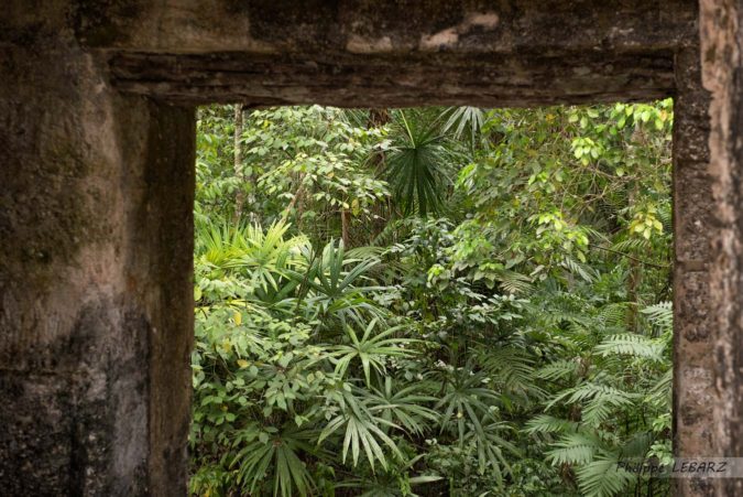 Cadre naturel pour un écrin de verdure - Site de Tikal