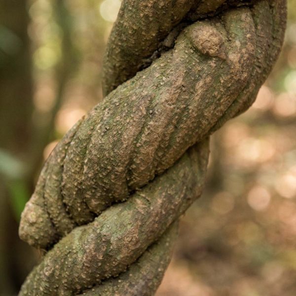Lianes en tresse - Site de Tikal