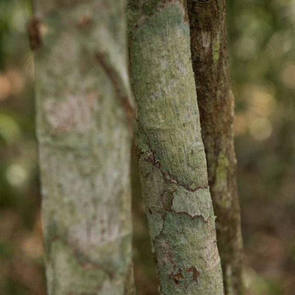 Tronc d'arbre avec lichen - Site de Tikal