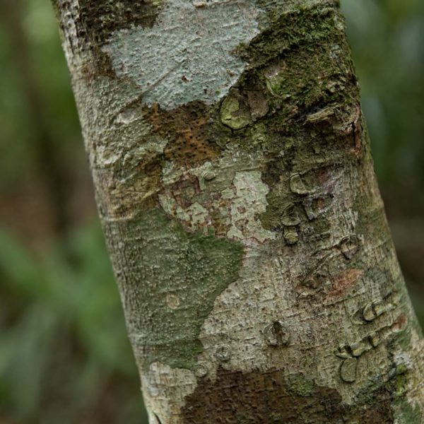 Tronc d'arbre avec lichen - Site de Tikal