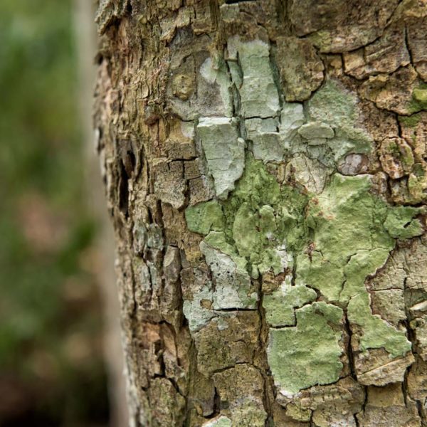 Tronc d'arbre avec lichen - Site de Tikal