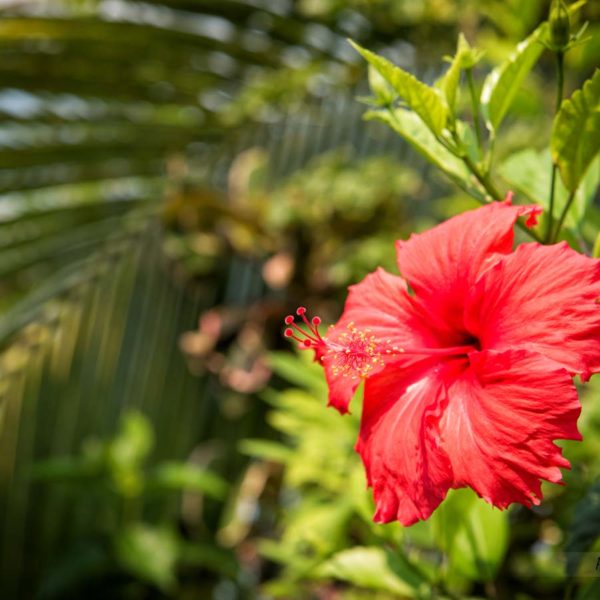 Fleur d'Ibiscus sur le bord de plage - Bahia de Amatique