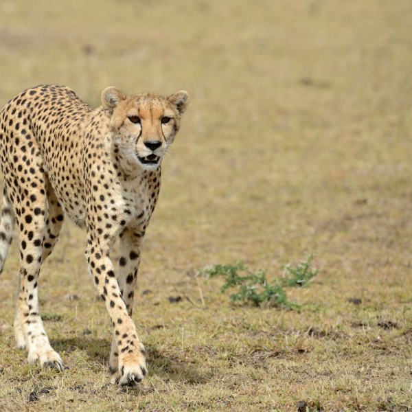 Guépard dans la plaine du Masai-Mara - Kenya
