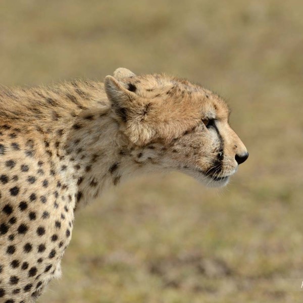 Guépard dans la plaine du Masai-Mara - Kenya