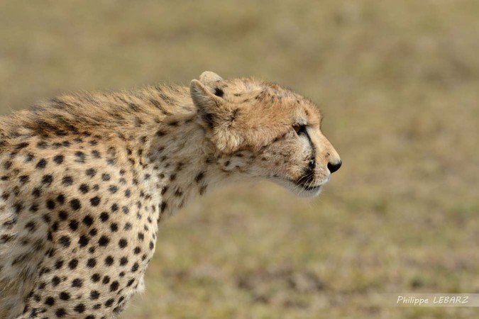 Guépard dans la plaine du Masai-Mara - Kenya