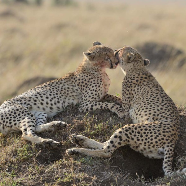 Guépards dans la plaine du Masai-Mara - Kenya