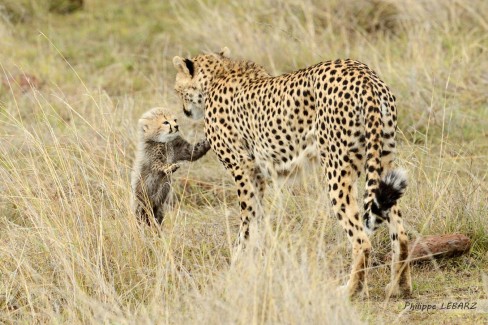 Guépard femelle et son petit guépardeau dans la plaine du Masai-Mara - Kenya