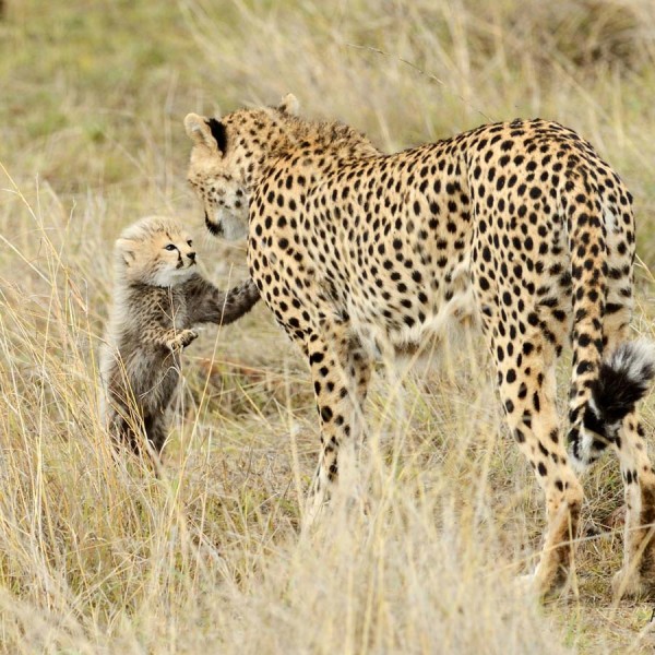 Guépard femelle et son petit guépardeau dans la plaine du Masai-Mara - Kenya