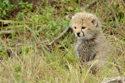Guépardeau dans la plaine du Masai-Mara - Kenya