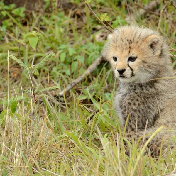 Guépardeau dans la plaine du Masai-Mara - Kenya