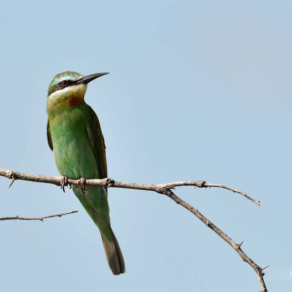 Guêpier de Perse sur les bords du lac Baringo - Kenya